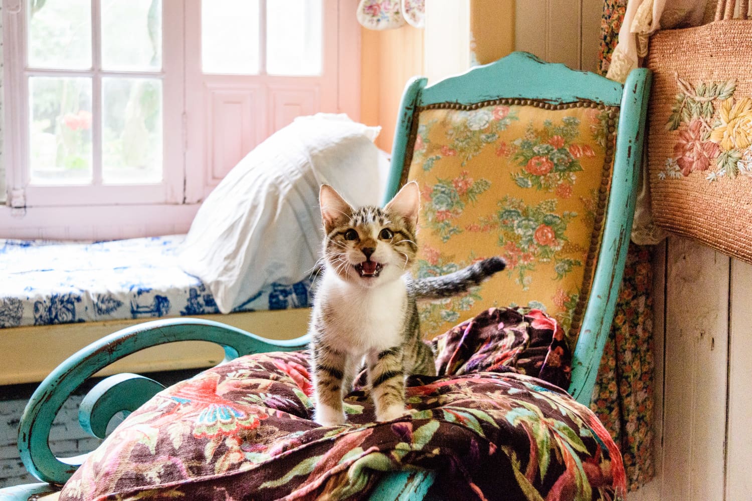 Trader Joe's Advent Calendar for Cats 2019 Apartment Therapy